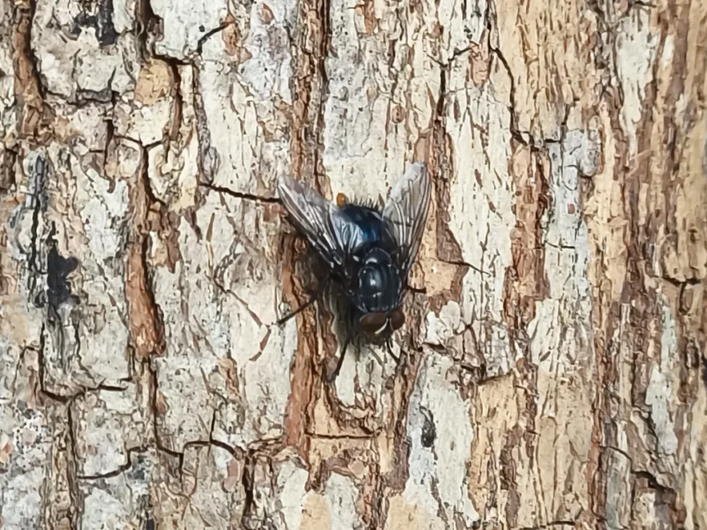 Mouche bleue