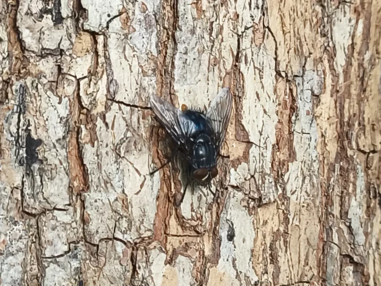 Mouche bleue